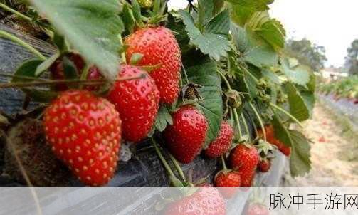 草莓视频高清无码：探索高清草莓视频的魅力与无限可能性，尽享视觉盛宴