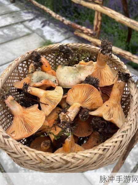 51吃瓜蘑菇视频：“探索51吃瓜蘑菇：奇妙世界的美味与探险之旅”