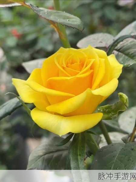 草莓黄视频：草莓黄视频新篇章：探索色彩与情感的交织旅程