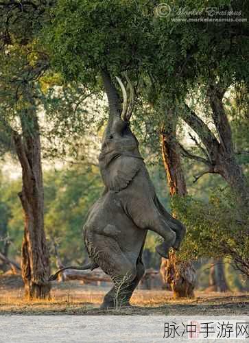 非洲人与性动交ccoo高请：探索非洲文化中的性与人际关系多样性研究