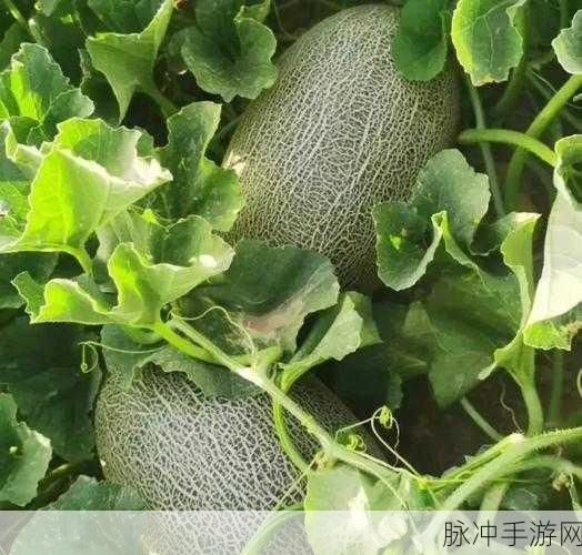 5ICGI0今日吃瓜：今日吃瓜：揭秘5ICGI0背后的鲜为人知的故事！