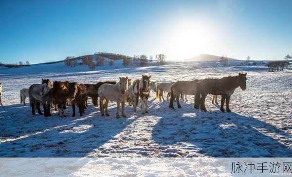 坤坤寒进开元里：坤坤寒进开元里：探索冬日里的温暖与魅力