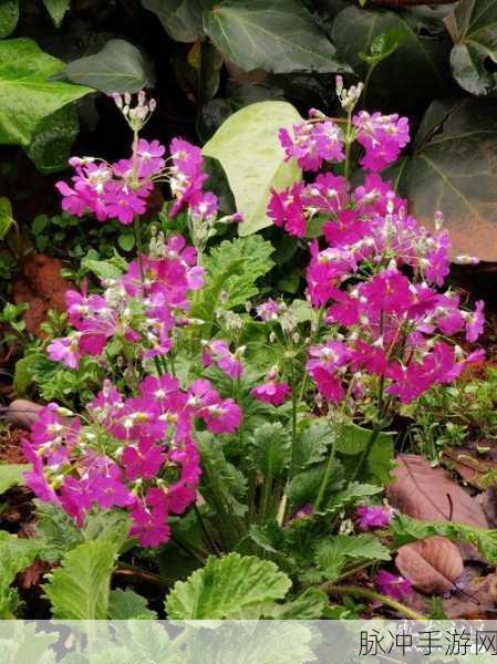 樱花草直播：“樱花草直播—体验春日盛开的绚丽景色与互动乐趣！”