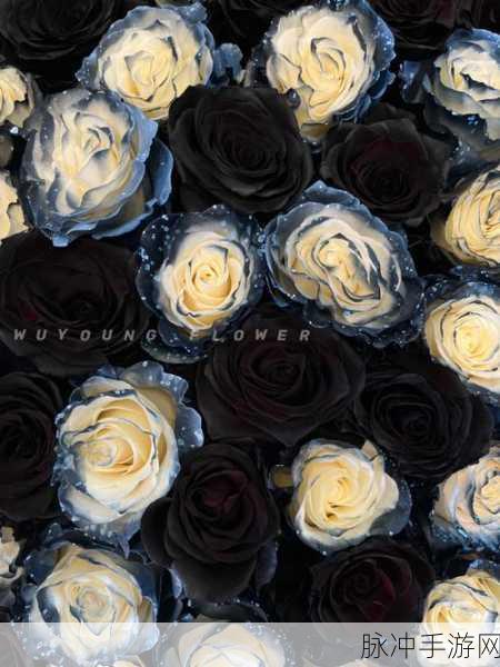 黑玫瑰1v2心语：黑玫瑰的秘密：在阴影中绽放的双重心语