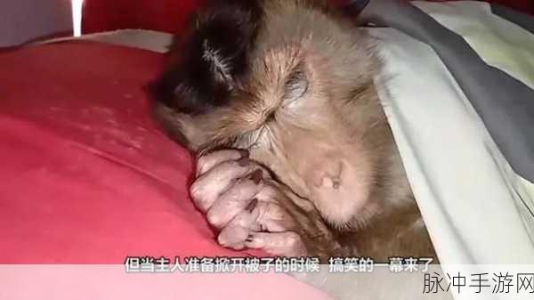 两人生猴子的全过程不盖被子：两人共度无被子之夜，趣事连连的猴子成长记