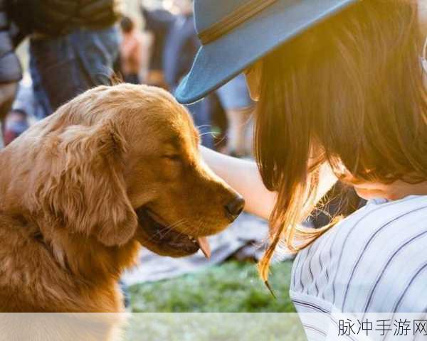 欧美人狗Zoo：欧美文化中人与狗的深厚情感与趣味探讨