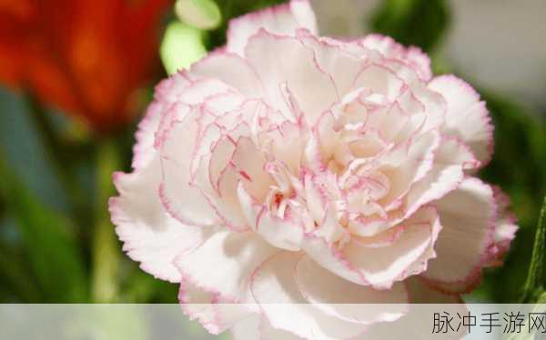 坤坤寒阴道：探索坤坤寒阴道的神秘与魅力：深度解析其内涵与意义