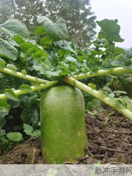 美女和帅哥拔萝卜不盖 被子 把衣服全脱了：美女帅哥齐心协力，轻松拔萝卜尽显青春活力