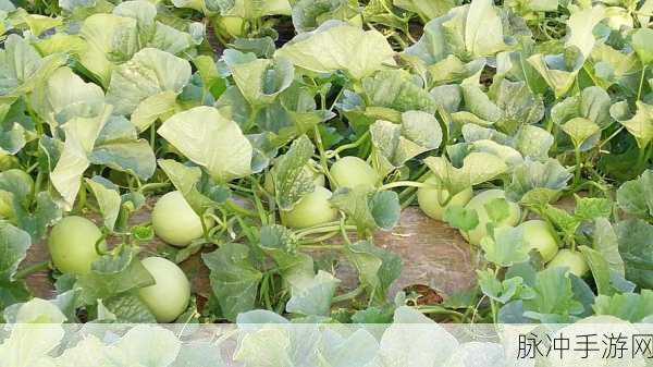 51吃瓜致全体瓜友的一封信：致全体吃瓜朋友：共同分享生活中的点滴乐趣