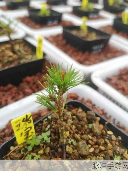 日本72种扦插方式：探索日本传统72种扦插技法的奥秘与应用