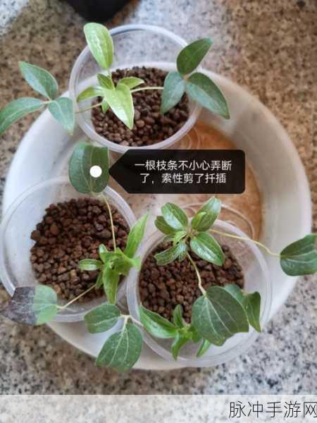 日本72种扦插方式：探索日本传统72种扦插技法的奥秘与应用