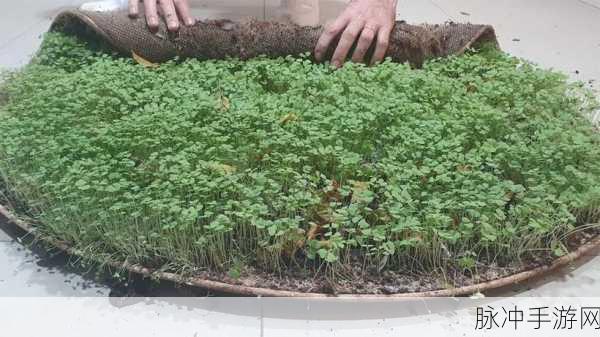 儿子开垦妈妈荒废的肥田：儿子积极开垦妈妈荒废的肥田，重焕生机与希望