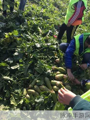 二人世界把萝卜：拓展二人世界：萝卜的奇幻冒险与甜蜜时光