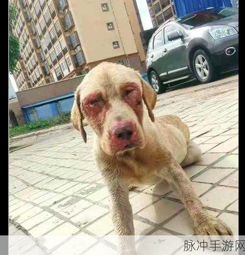 女人的第一次给了狗：女人与狗之间特殊情感的第一次经历探讨