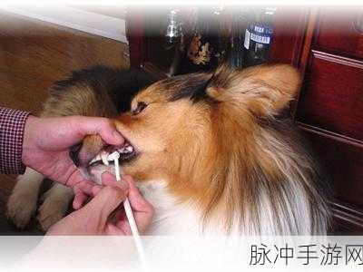 日本mindup狗狗：探索日本Mindup狗狗的独特魅力与养护技巧