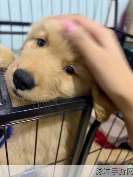 dj粗口歌摸摸你的头小毛驴：摸摸你的头，驾驭小毛驴的欢快旅程