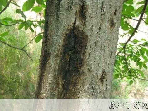 胡桃流出白色脓状物：胡桃树病害造成白色脓状物流出现象解析与应对措施