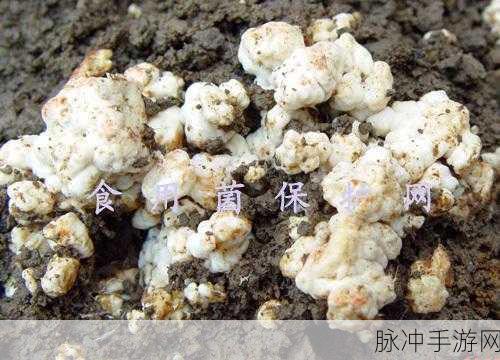 胡桃流出白色脓状物：胡桃树病害造成白色脓状物流出现象解析与应对措施