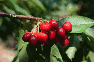 樱桃免费视频：畅享樱桃视频：探索无限精彩与乐趣的视听盛宴