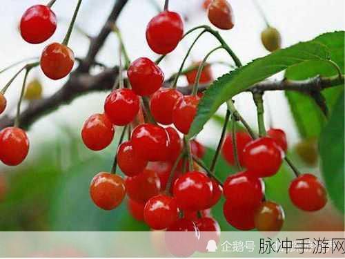 樱桃免费视频：畅享樱桃视频：探索无限精彩与乐趣的视听盛宴