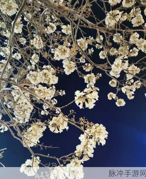 锵锵锵锵锵锵桐：锵锵锵：桐花飞舞，春意盎然的美丽乐章