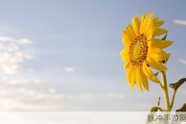 需要妈妈播种美国：在美国的沃土上播种希望与梦想，母亲的伟大使命