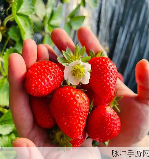 草莓视频网站：“探索草莓视频：多元化内容与精彩体验的全新平台”