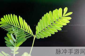 含羞草2024隐藏途径：2024年含羞草的隐秘成长路径与发展潜力分析