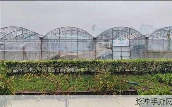 老狼信息网贰佰信息仙踪林：探索老狼信息网，尽享贰佰仙踪林的无穷魅力与秘密