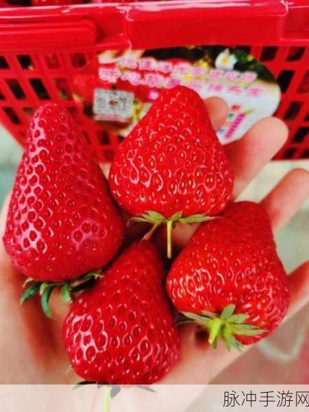 草莓 APP：“草莓乐园：探索新鲜美味与健康生活的完美结合”