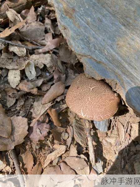 蘑菇视频HD：探索蘑菇视频HD：奇妙的自然世界与美食之旅