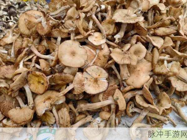 蘑菇视频HD：探索蘑菇视频HD：奇妙的自然世界与美食之旅