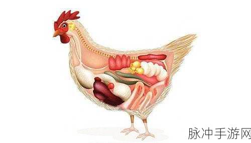 人马畜禽共性关系的重要性视频：探讨人畜禽共性关系的重要性及其影响分析