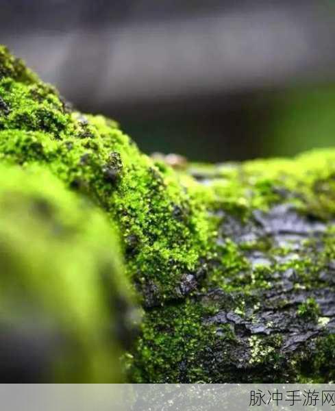 17c.一起草色：探寻17c草色的奥秘与自然之美，共享绿色生活新体验