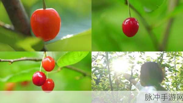 樱桃小视频 在线：樱桃小视频：精彩短片带你探索无限创意与乐趣