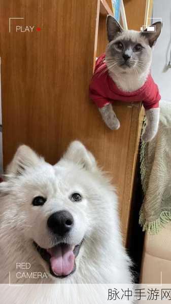 两个球球抖动视频：1. ＂两个可爱球球一起抖动，欢乐瞬间不容错过！