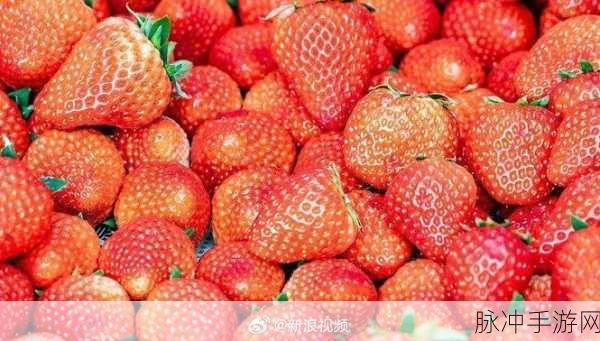 草莓视频xxyy：探索草莓视频：揭秘最热影视作品与精彩内容分享！