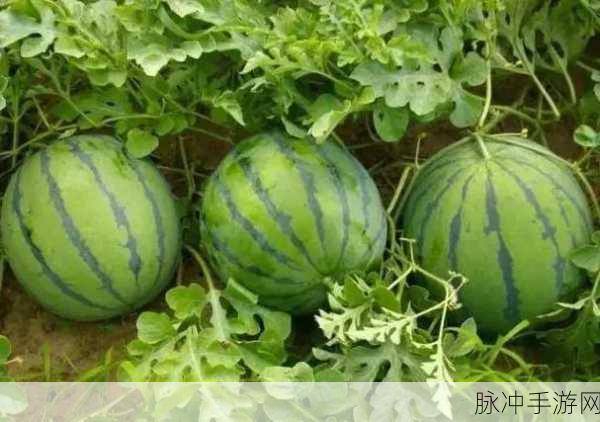 51.cg热门大瓜：“51.cg热门大瓜：揭露行业内幕，背后故事引发热议！”