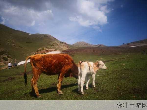老牛嫩草1234区：在牛羊成群的牧场中，探索年轻草地的新玩法与乐趣