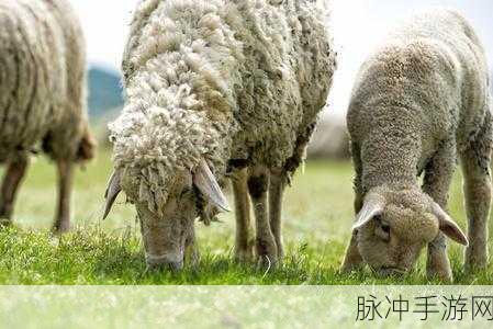 老牛嫩草1234区：在牛羊成群的牧场中，探索年轻草地的新玩法与乐趣