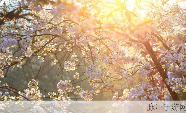 漾出flower樱花有翻译黄：花海绽放樱花芬芳，迎春绿意盎然新景象