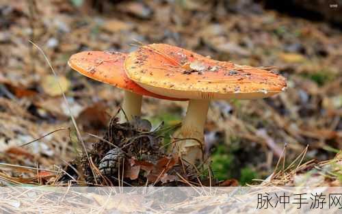 7x7x7x7x任意槽蘑菇：“探索无限可能：7x7x7x7的创新槽蘑菇世界”