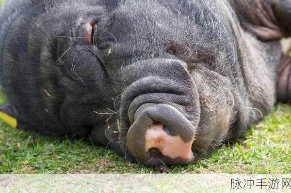 ZoomkooL牧场猪的日常生活：“探索ZoomkooL牧场：猪的日常生活与趣味故事”