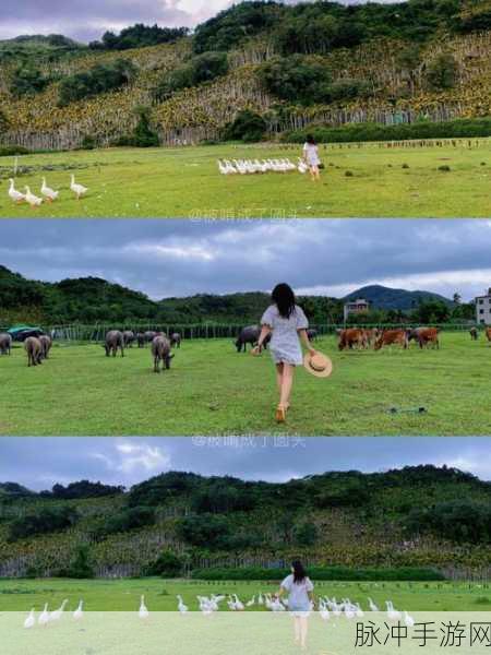 ZoomkooL牧场猪的日常生活：“探索ZoomkooL牧场：猪的日常生活与趣味故事”