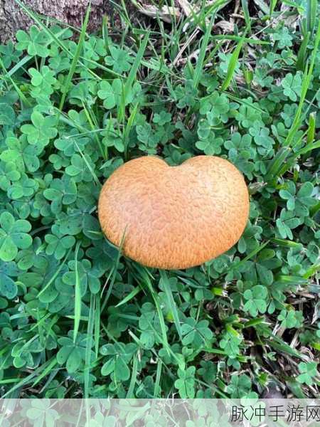 大蘑菇进入子宫的10个原因：大蘑菇侵入子宫的十个潜在原因及其影响分析