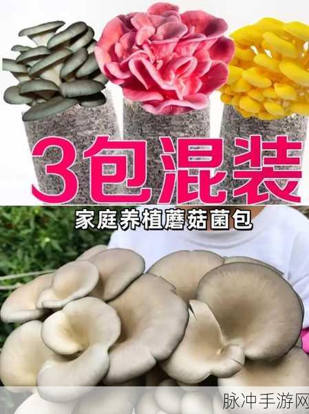 大蘑菇进入子宫的10个原因：大蘑菇侵入子宫的十个潜在原因及其影响分析