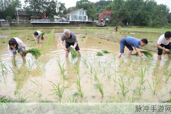 夫妻之间三十中插秧方法：夫妻携手共耕，三十种插秧技巧助力丰收之路
