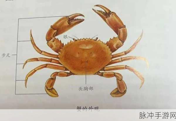 yp163coc永不失联免费：探索yp163coc永不失联的秘密与免费资源分享