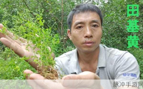 有关农村的带点黄的网络小说：田园春色：隐秘村庄的禁忌爱情故事