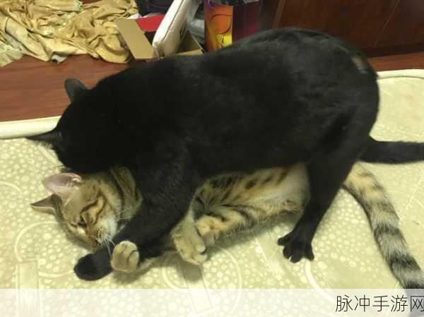 搞基10分钟time恶心：颠覆传统：10分钟恶心挑战的搞基趣事分享